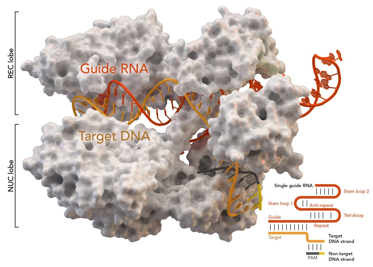 Cas9 5AXW.png