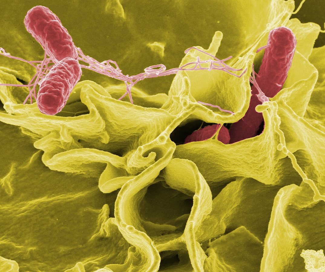 Grootste salmonella-uitbraak ooit in België: 300 Belgen ziek en tientallen mensen in ziekenhuis - Check hier de codes van de eieren
