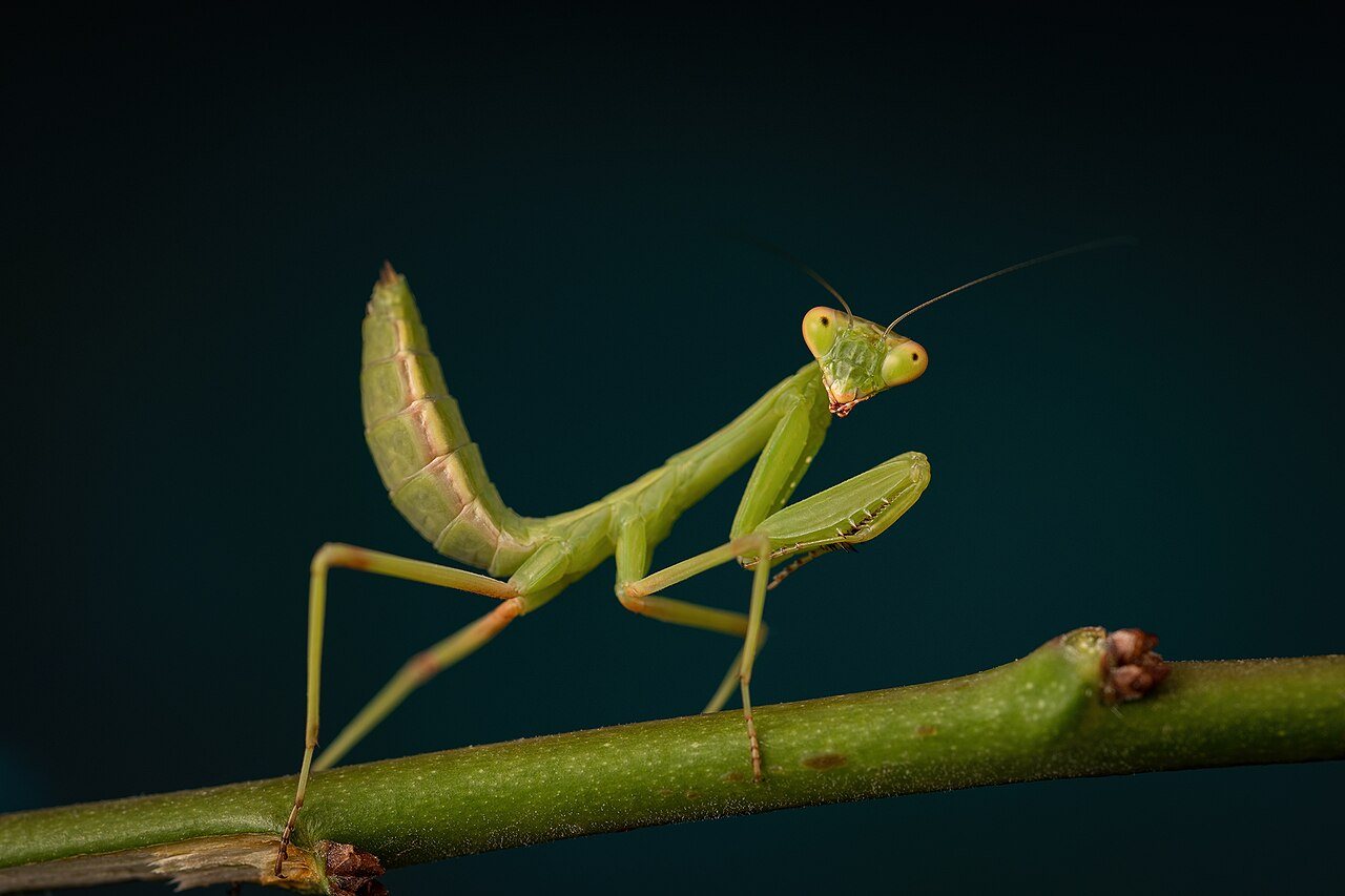 Nature's Creepiest Crawliest Moments