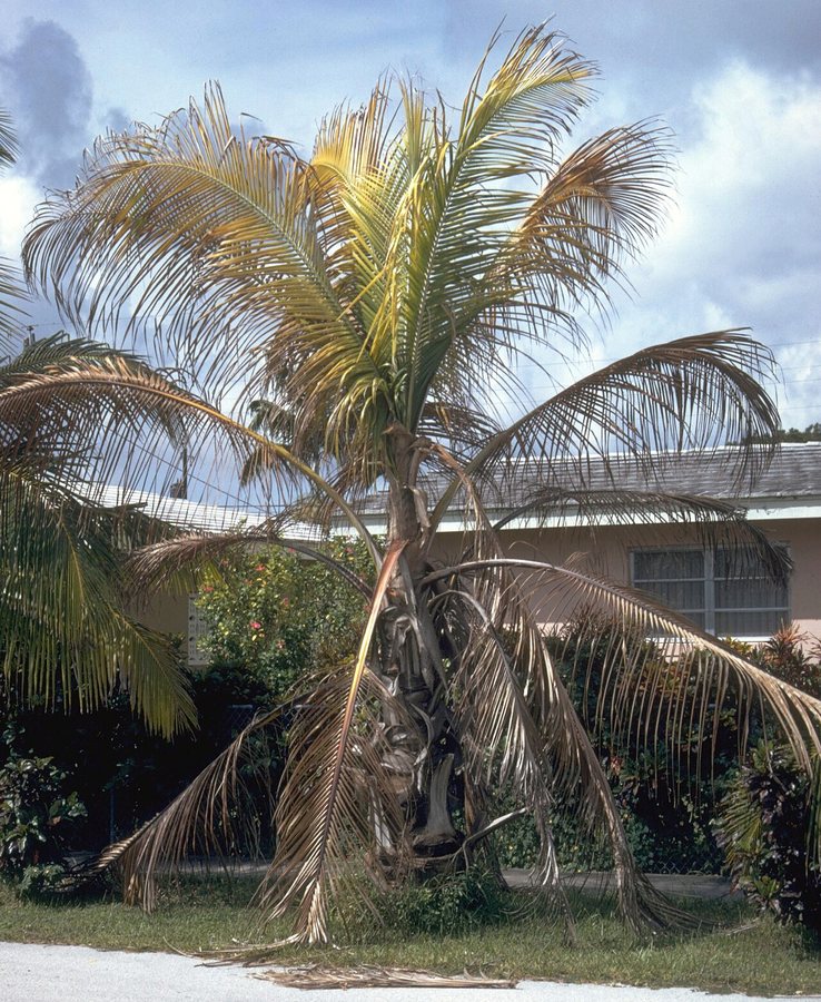 Farmers and residents of Grand Bay invited to lethal yellowing disease meeting