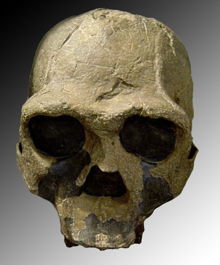 Fossil Evidence Suggests Early Homo Had Abandoned Tree-Climbing by 1.8 Million Years Ago