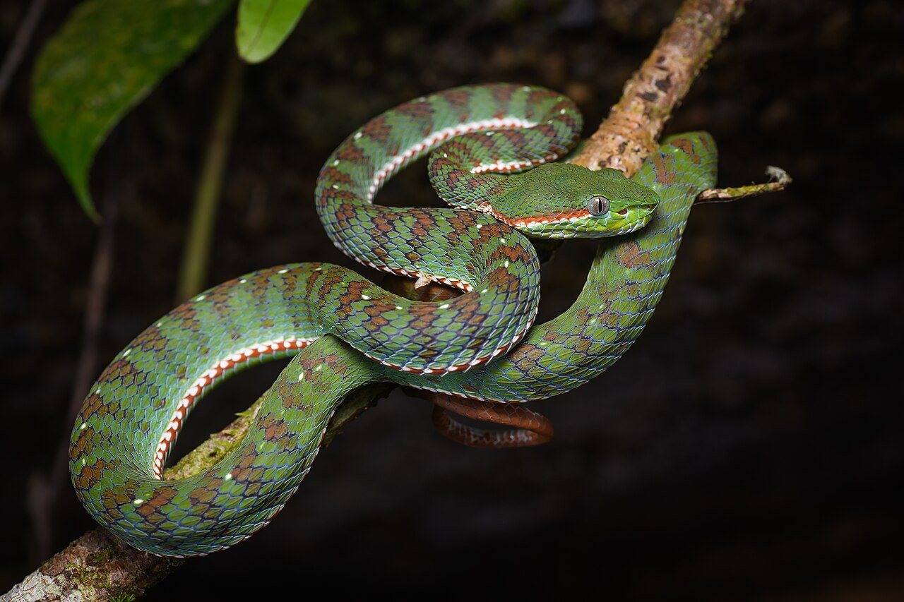 Scientists discover why snake embryos twist into spirals