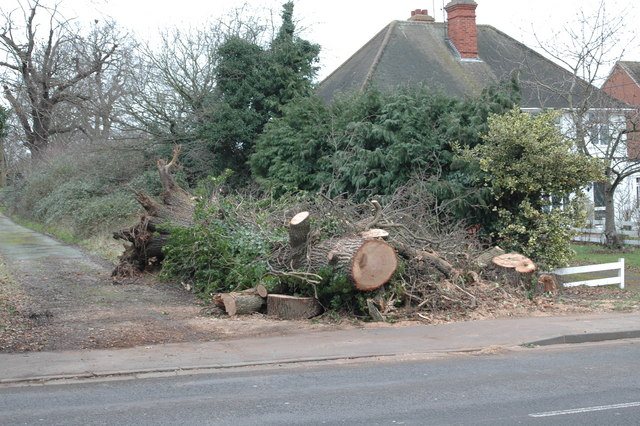 High winds during El Niño could be deadly for England’s stressed trees, say experts