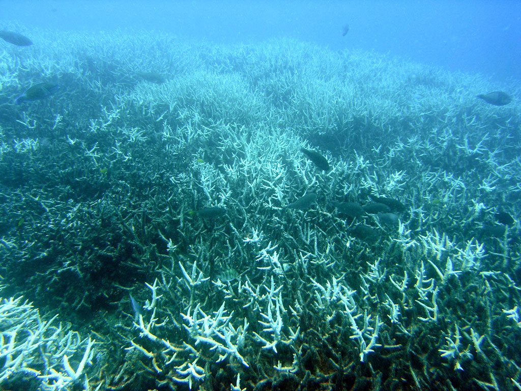 Maui Coral Reef Holds Secrets Of The Past — And The Future