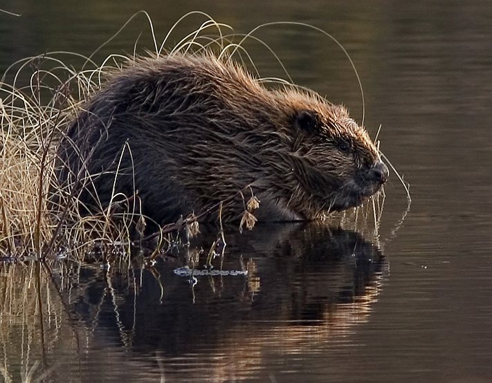 Wild beaver kits born in Norfolk for first time in over 500 years