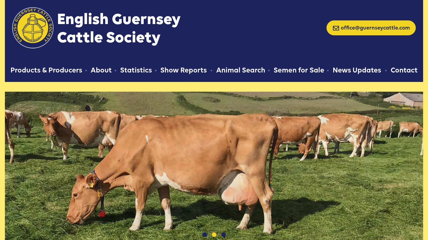 The home page of guernseycattle.com
