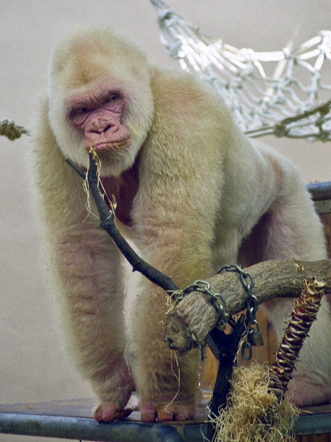 Gorilla Tech earnings missed by $0.69, revenue topped estimates