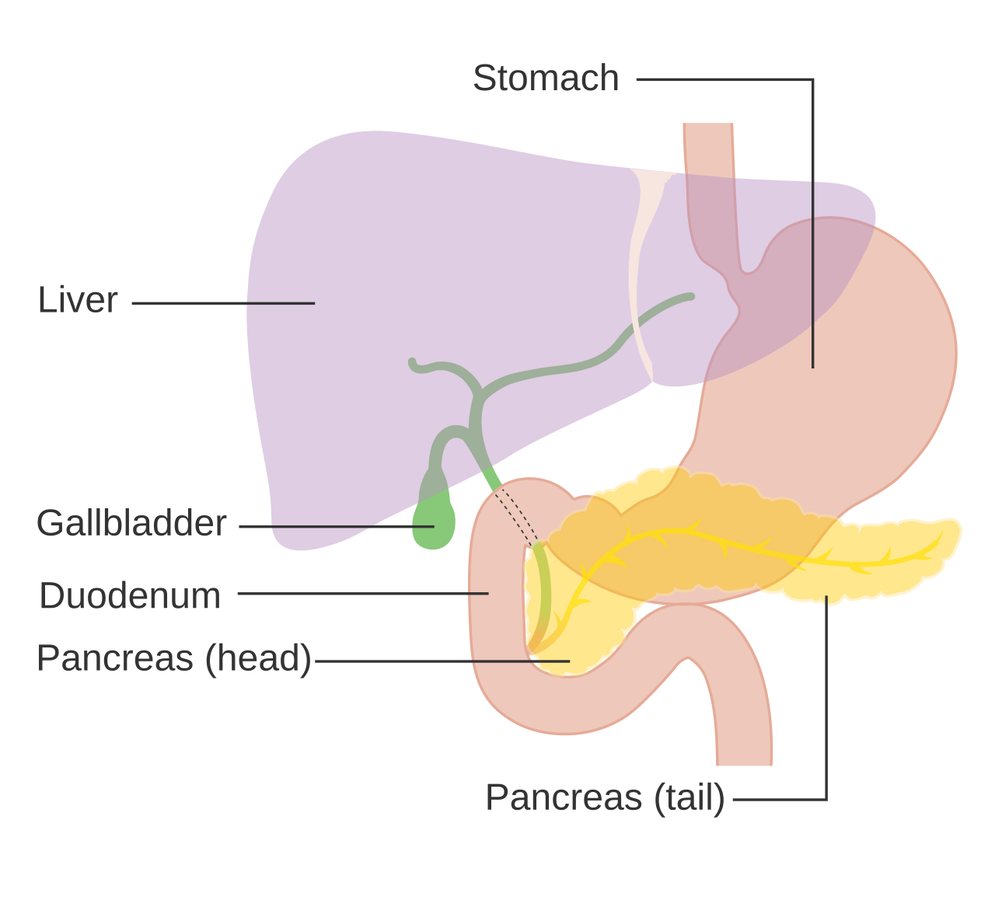 Scientists find a way to break pancreatic cancer’s protective shield