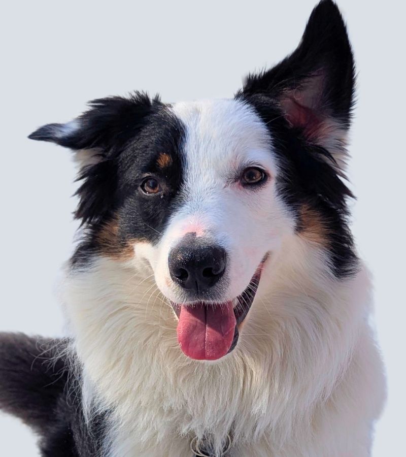 Cosmo