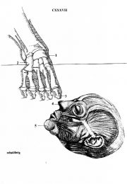 thumbnail of cobo-propaganda-boicot-al-mundial-78-34