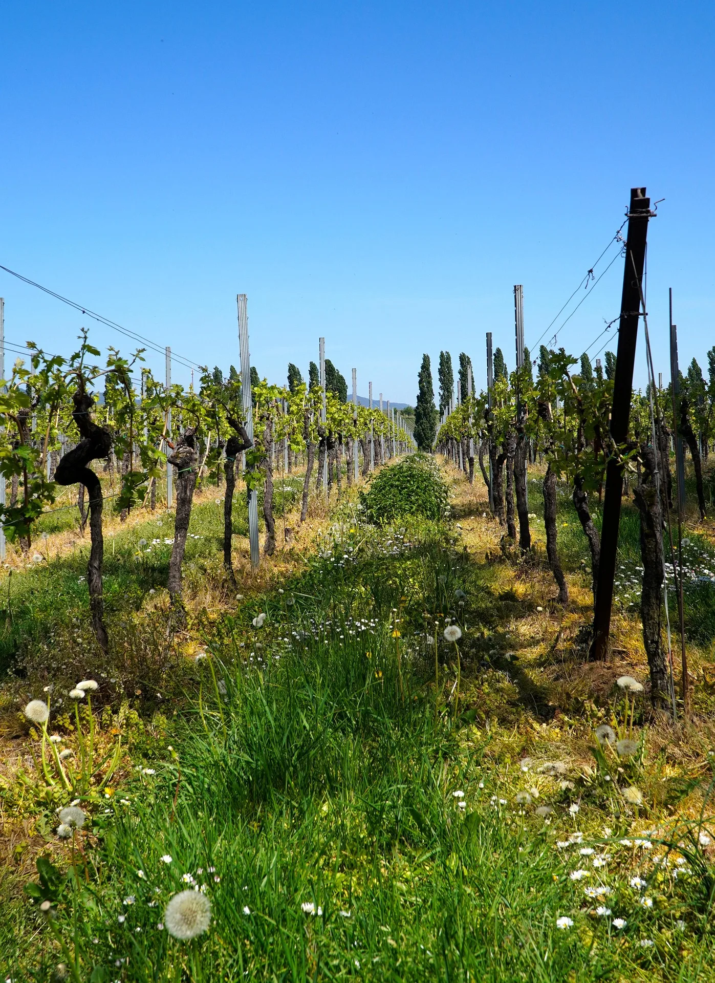 Solar statt Sorgen: Millionenförderung macht Weinbau klimafit