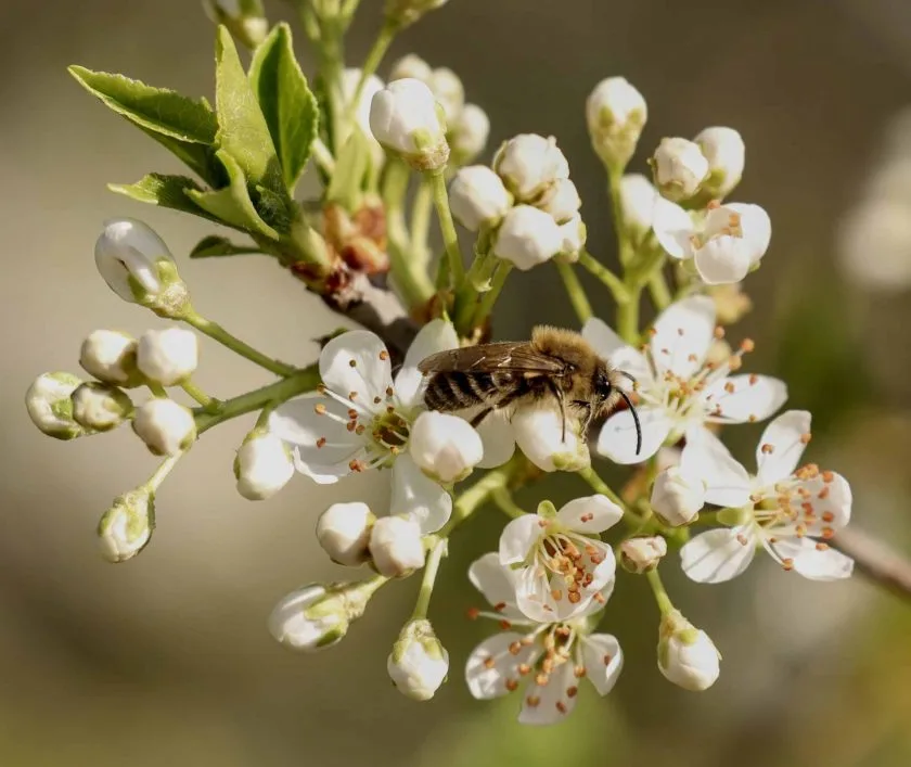 Natur ganz nah: Mit dem BUND auf Wildbienen-Tour