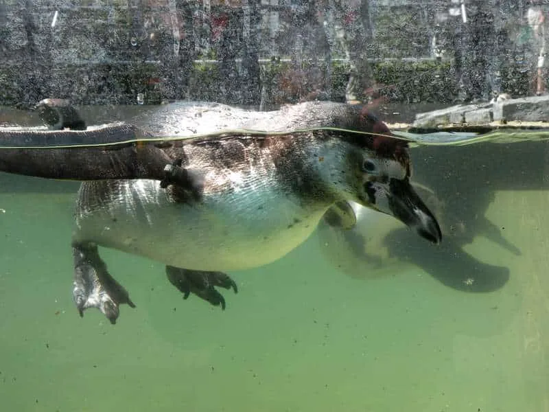 Watscheln für den guten Zweck: Ein Wochenende im Einsatz für die Humboldt-Pinguine