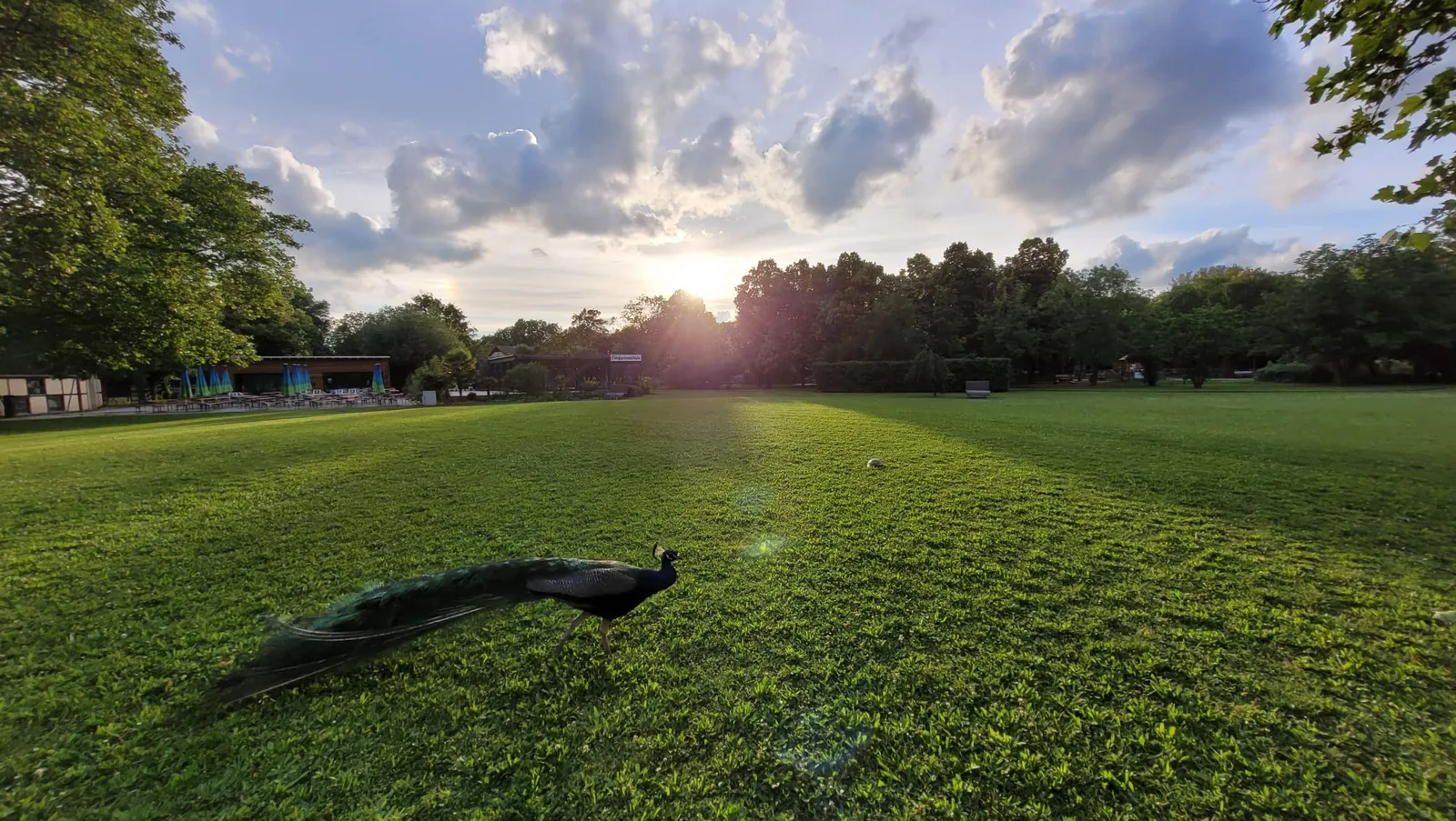 Tierische Abendstimmung: Mittsommernachtsführung im Tiergarten Worms