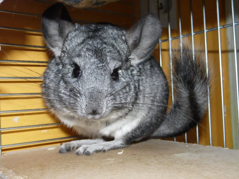 Freilaufendes Chinchilla in Niersteiner Gartenanlage gefunden – Tier sucht Besitzer