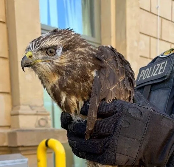 Greifvogel als ungewöhnlicher Fahrgast: Frau bringt verletzten Vogel mit der Regionalbahn in Sicherheit