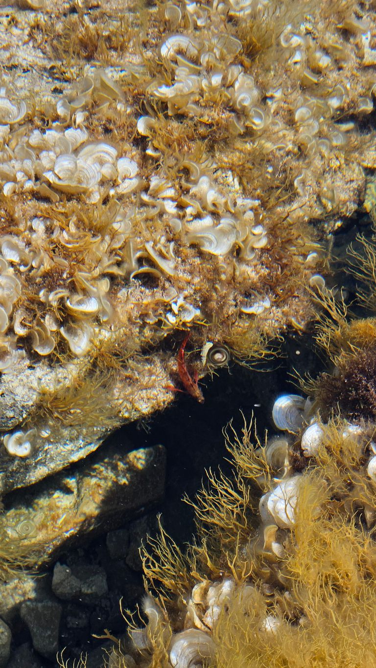 Underwater view of marine algae and shells on rocks on the seabed with a small red fish in between.