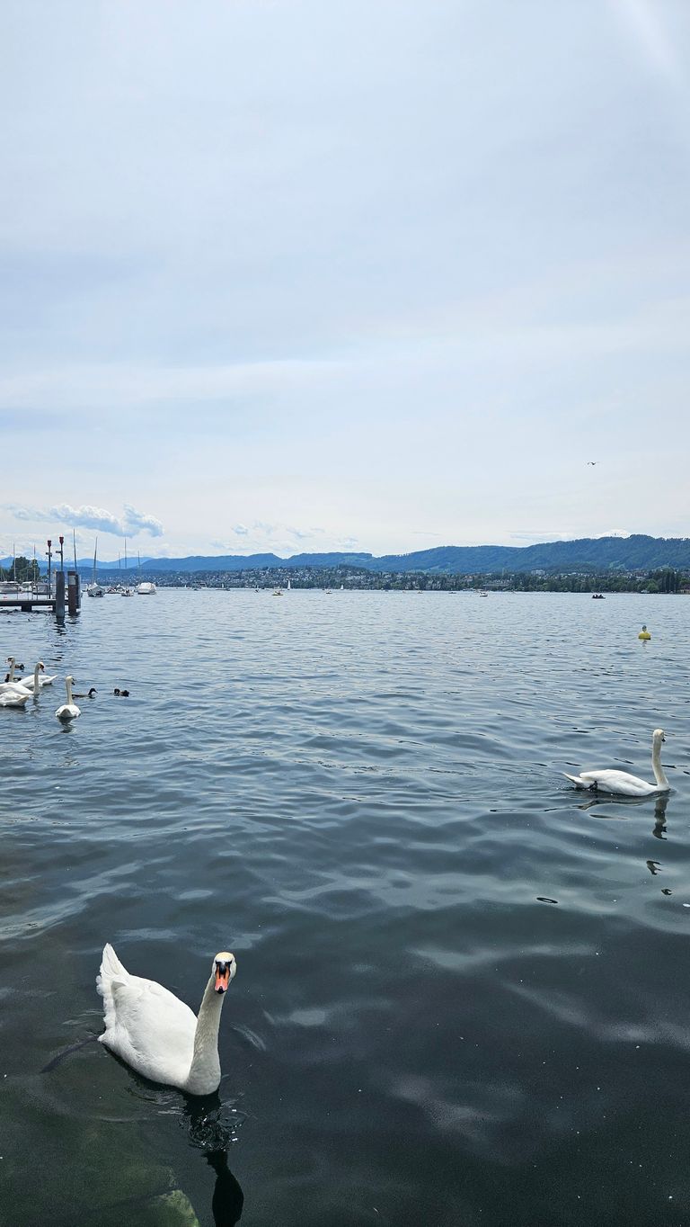 Several swans swimming on a large calm lake with a shoreline and hills in the background under a cloudy sky.