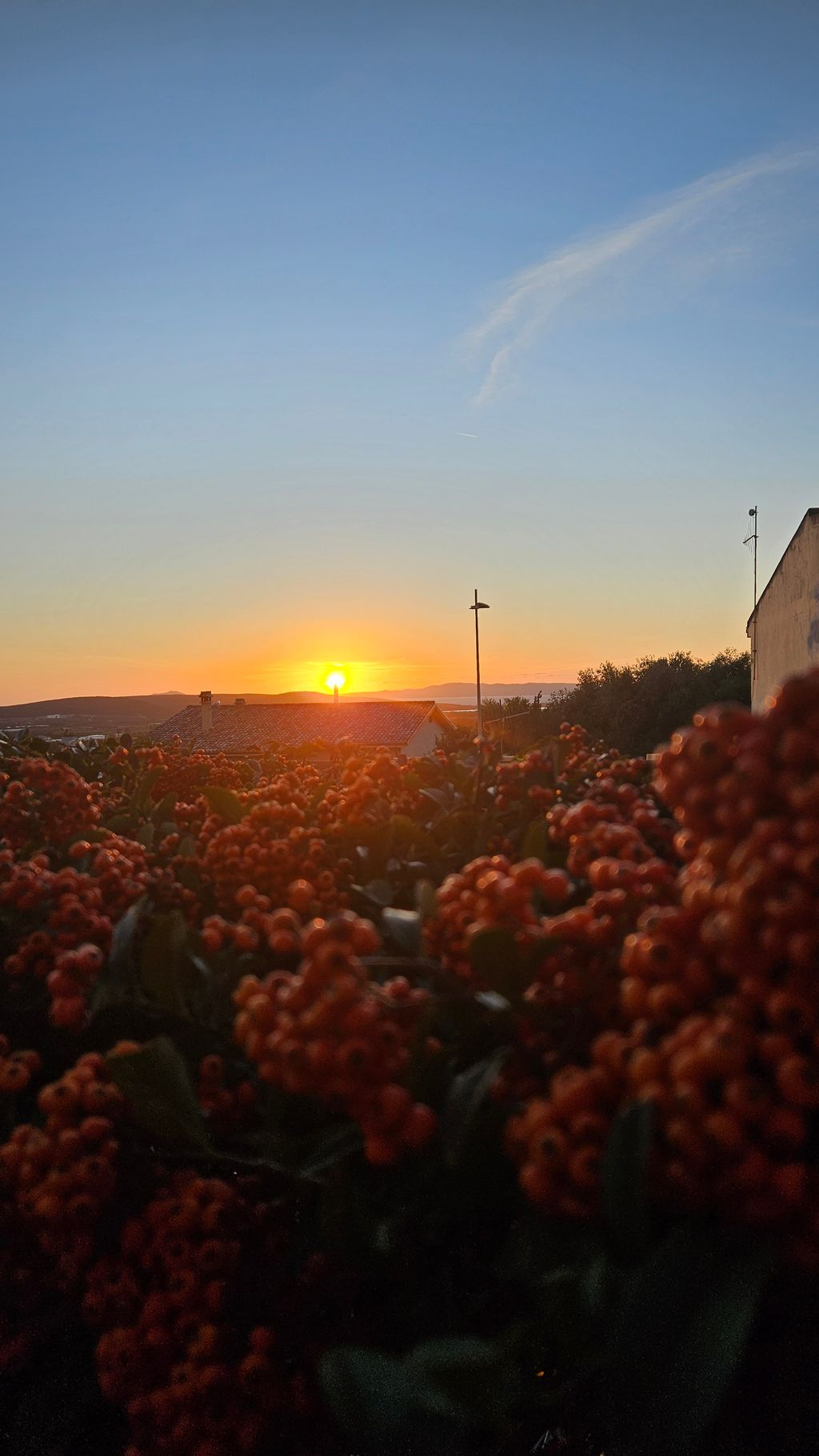 Sonnenuntergang über einem dünnbesiedelten Hügel mit einem Hausdach und einer Straßenlaterne im Vordergrund, umgeben von orangefarbenen Beerensträuchern.