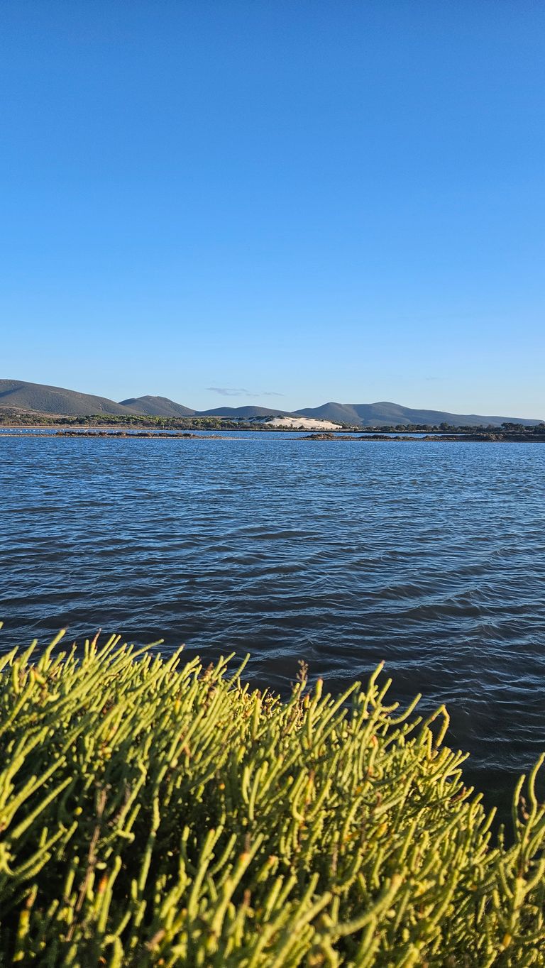 Blick über ruhiges Wasser auf eine felsige Küste mit niedrigen grünen Pflanzen im Vordergrund und Bergen am Horizont unter klarem blauem Himmel.