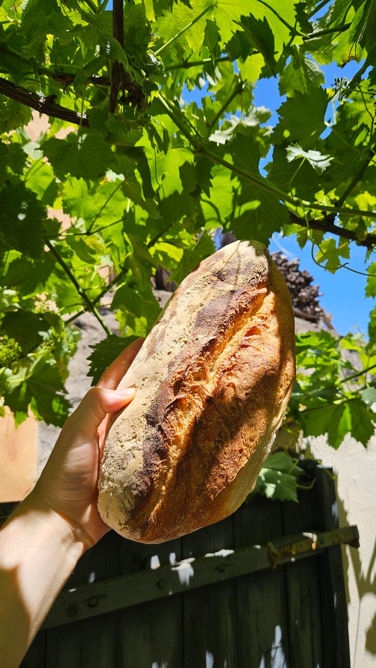 Hand hält frisches, rustikales Brot vor grünen Weinblättern und blauem Himmel in einem Garten.