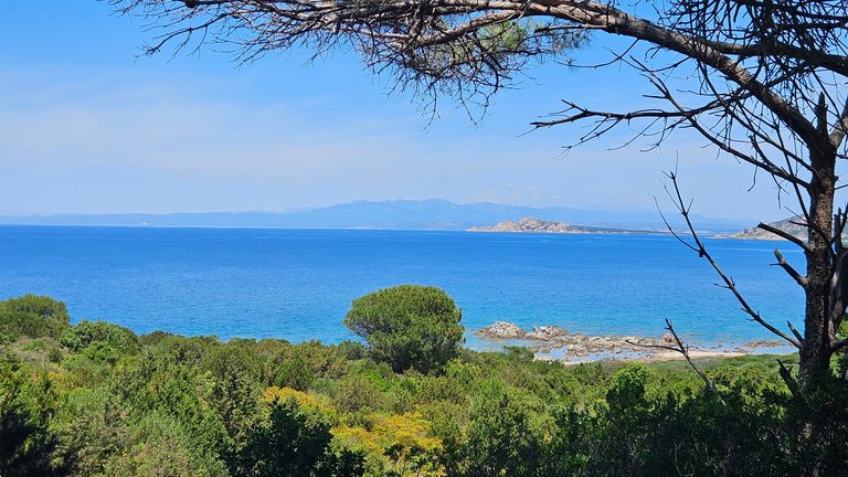 Blick auf das blaue Meer hinter einem bewachsenen grünen Hügel mit einzelnen Bäumen und einem kahlen Baumzweig im Vordergrund unter einem klaren Himmel.