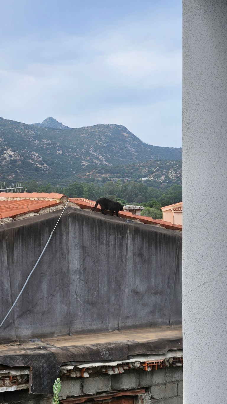 Eine schwarze Katze geht auf dem Dach eines Gebäudes mit einem bewaldeten Berg im Hintergrund.