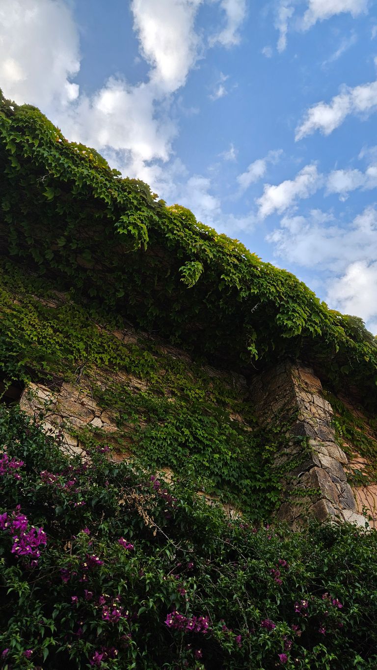 Steinmauer eines Gebäudes, überdeckt mit grünen Kletterpflanzen und blühenden lila Blumen, unter einem blauen Himmel mit weißen Wolken.