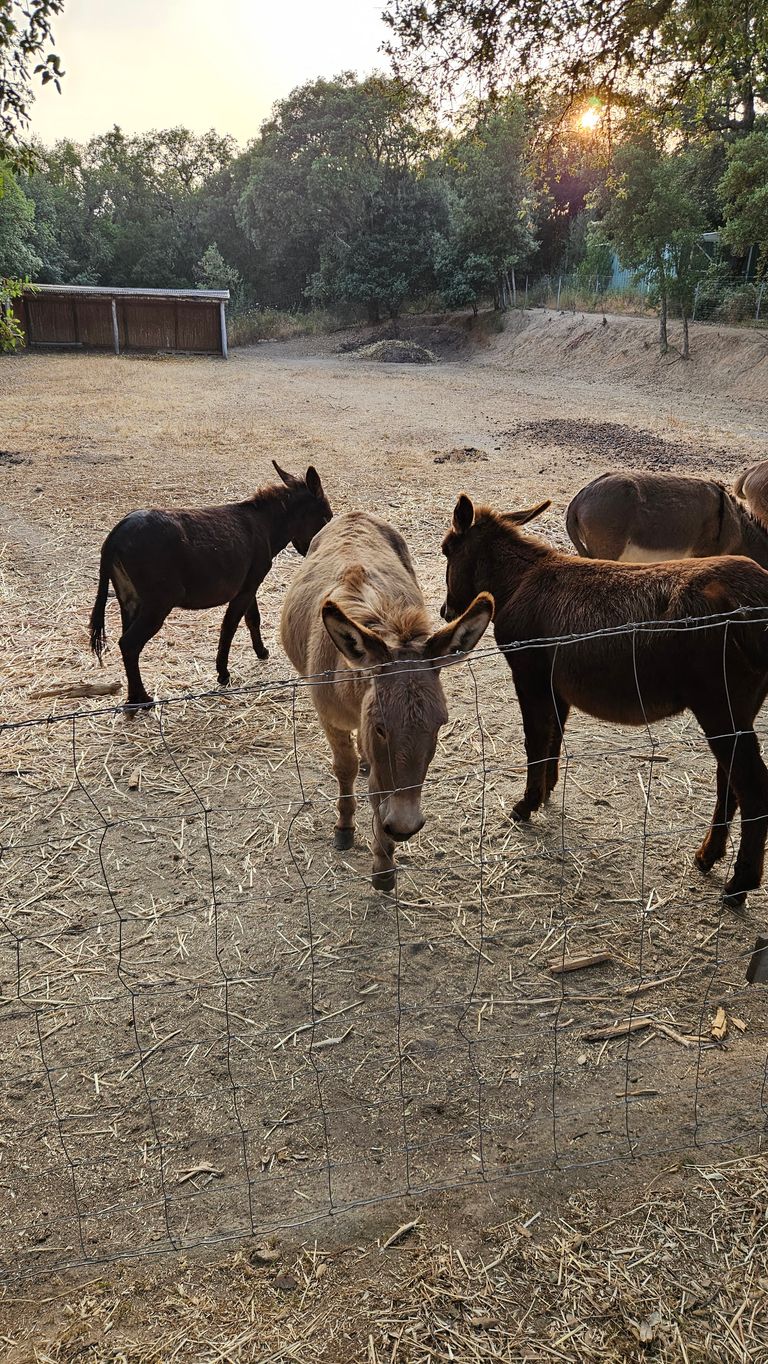 Mehrere Esel auf einem trockenen, umzäunten Feld bei Sonnenuntergang, mit Bäumen im Hintergrund.