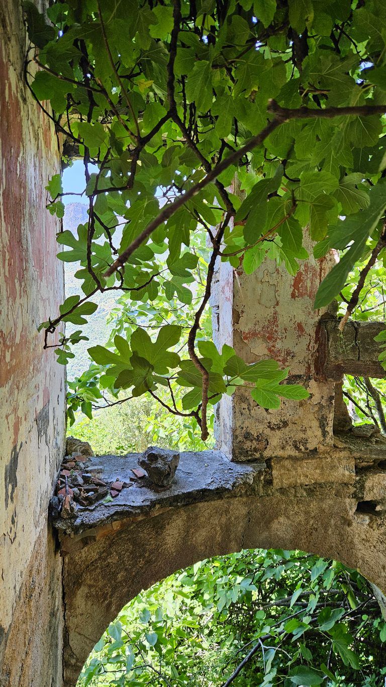 Blick durch ein zerfallenes, altes Mauerfenster mit grünen Feigenblättern, die von einem Baum herabhängen, und dichter grüner Vegetation außerhalb der Mauerfragmente.