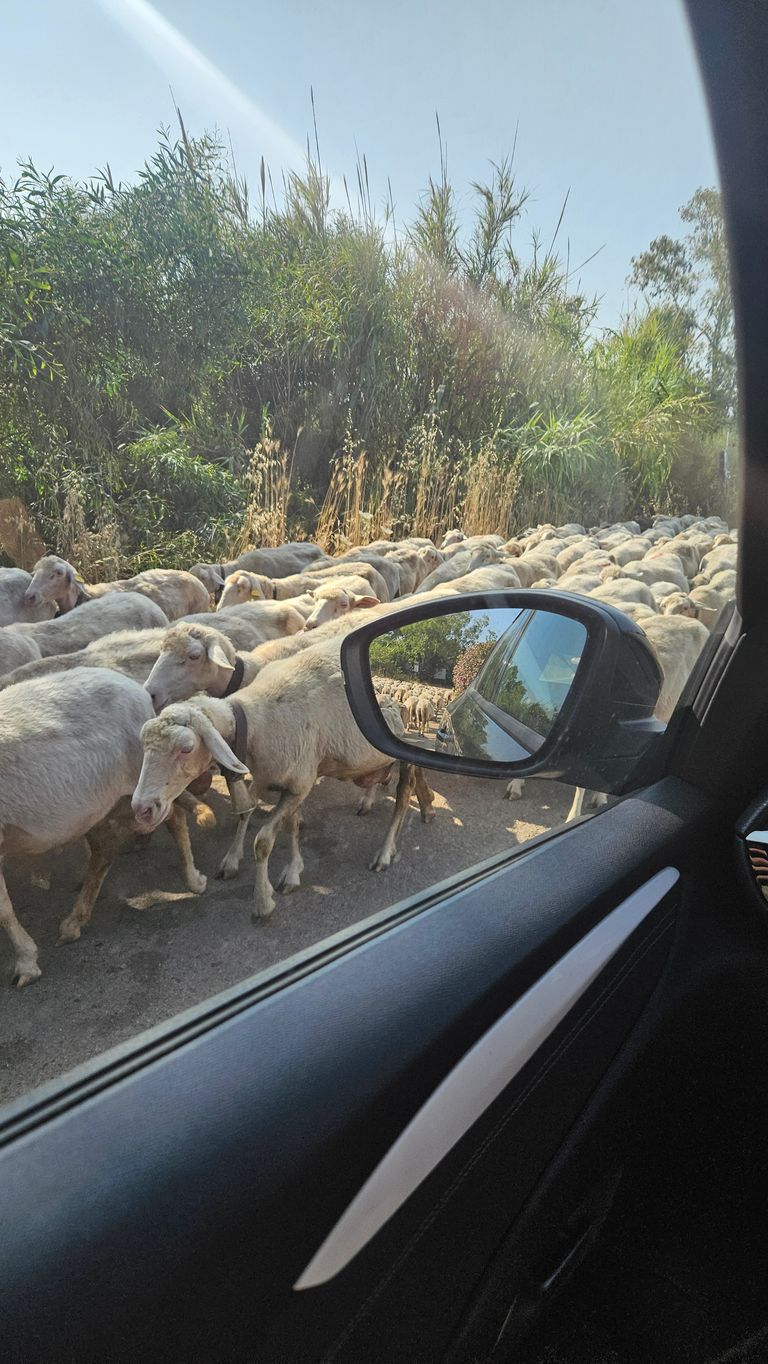 Schafherde auf einem Weg, gesehen durch das geöffnete Autofenster mit seitlichem Außenspiegel, in dem weitere Schafe reflektiert werden.