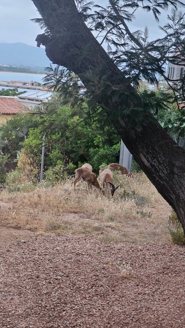 Drei Rehe grasen auf einer trockenen Wiese unter einem großen Baum, mit Blick auf Häuser und Berge im Hintergrund.