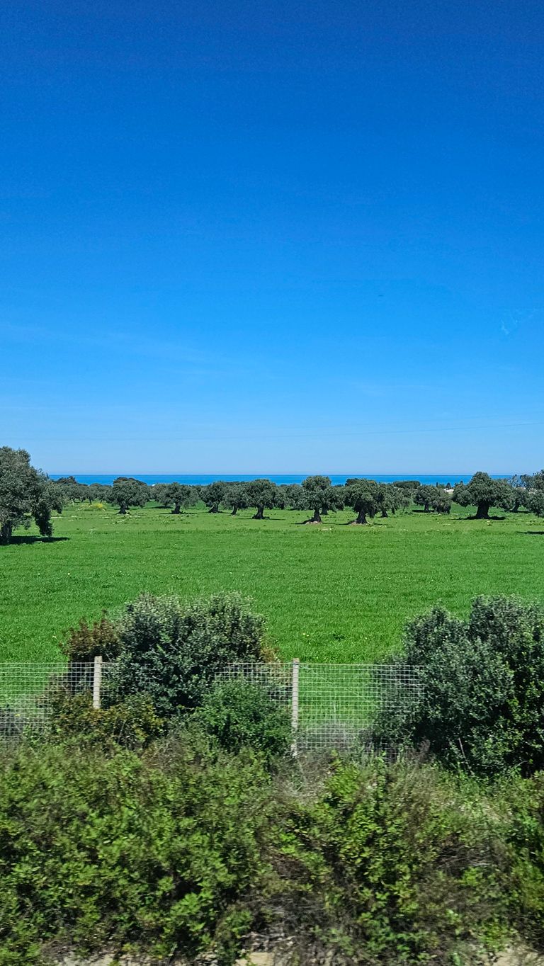 Green meadow with scattered trees, surrounded by a wire fence and bushes, under a clear blue sky with a sea view in the background.