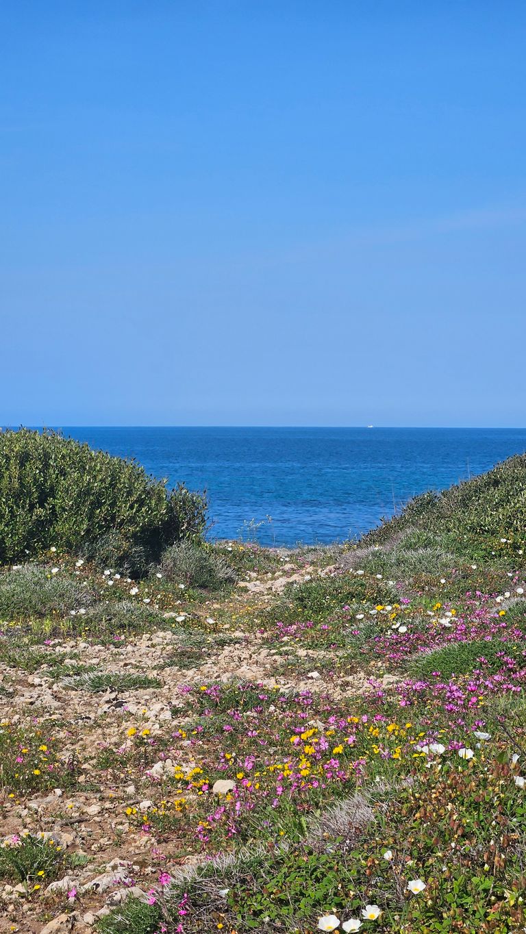 Path through a blooming coastal landscape with colorful flowers and bushes, with the blue sea stretching out under a clear sky in the background.