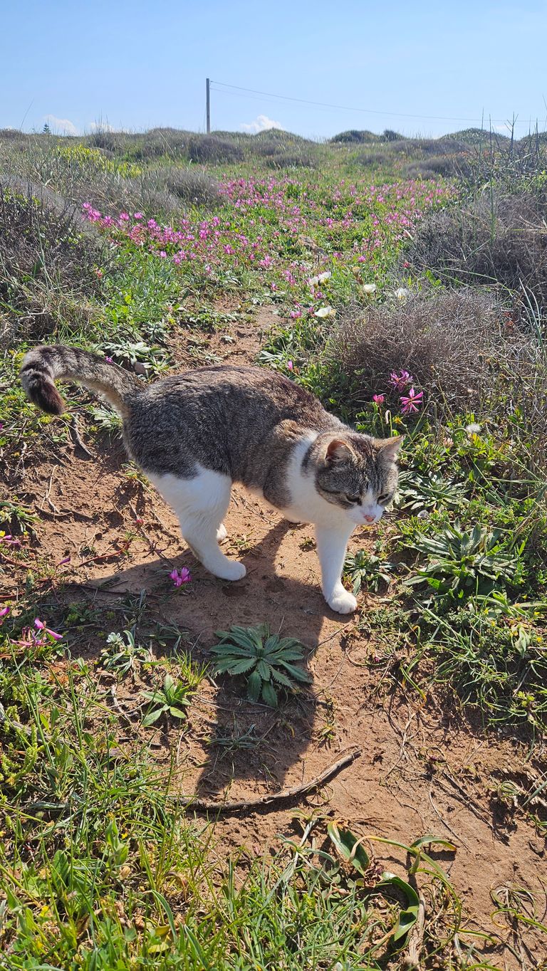 A gray and white cat walks on a narrow path through a blooming field with pink flowers under a clear blue sky.