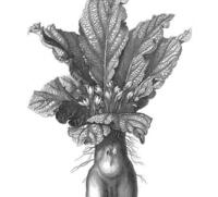 Der Mensch als Pflanze