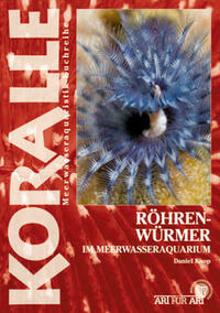 Röhrenwürmer im Meerwasseraquarium