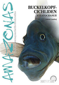 Buckelkopfcichliden
