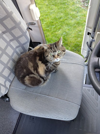 Ein Kater hat es sich auf dem Fahrersitz von einem Wohnmobil bequem gemacht und guckt unbeteiligt direkt in die Kamera
