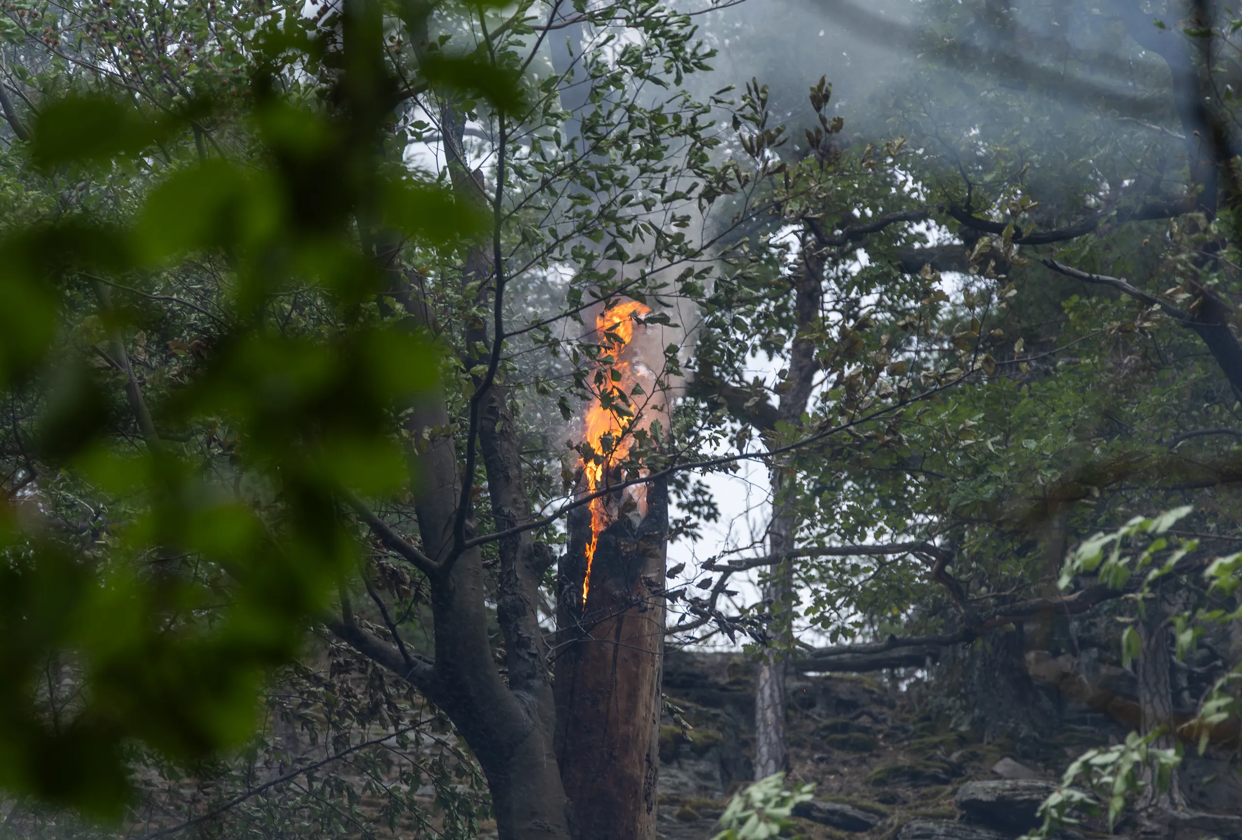 Gallery image 5 - Waldbrand in Dürnstein rasch unter Kontrolle 