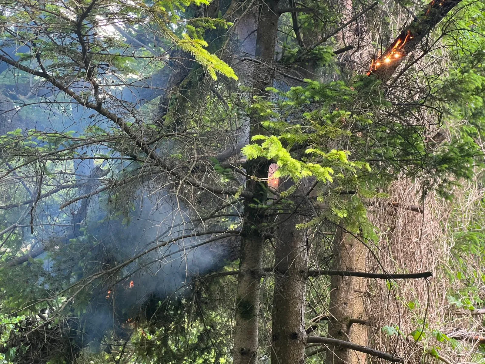 Gallery image 1 - Trafobrand in Gutenstein-Vorderbruck