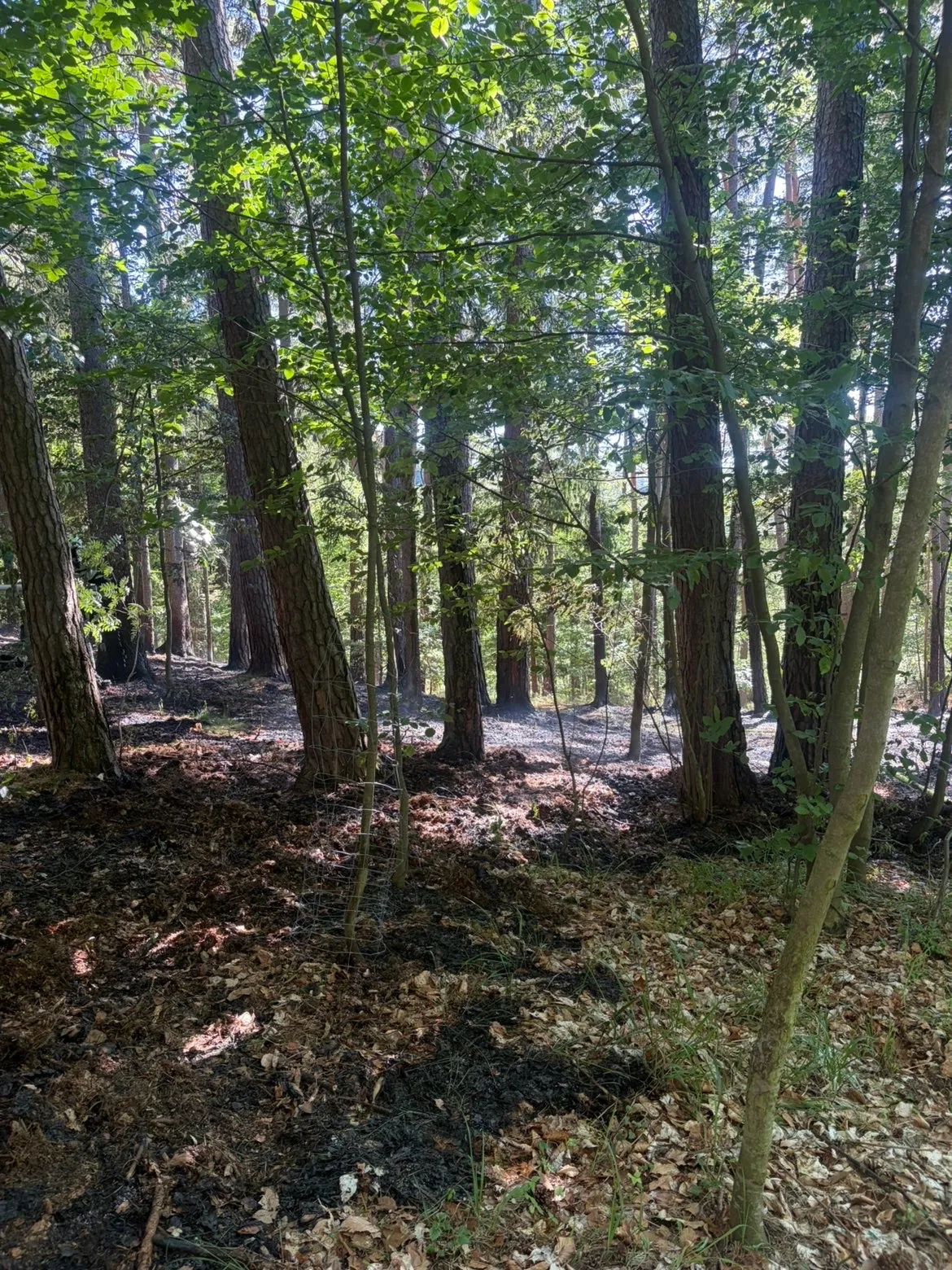 Gallery image 5 - Einsatz: Waldbrand bei Nöhagen
