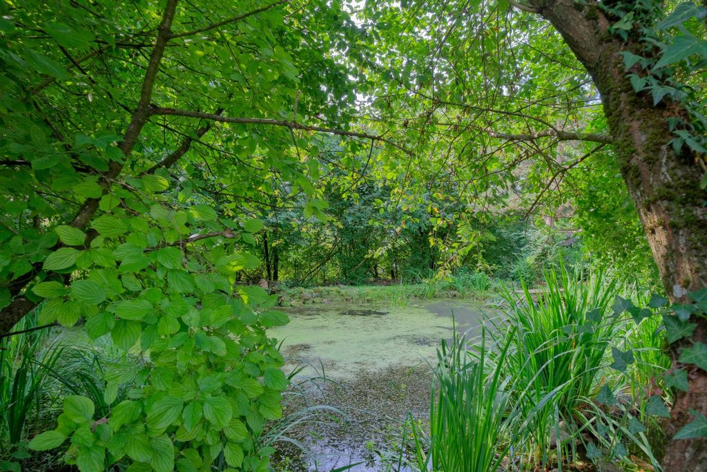 A small pond in a green forested area surrounded by trees and shrubs in various shades of green.