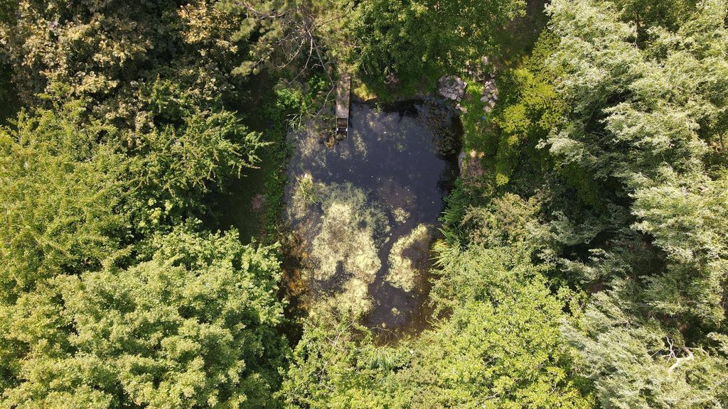 Aerial view of a small pond surrounded by dense green foliage in a forest.