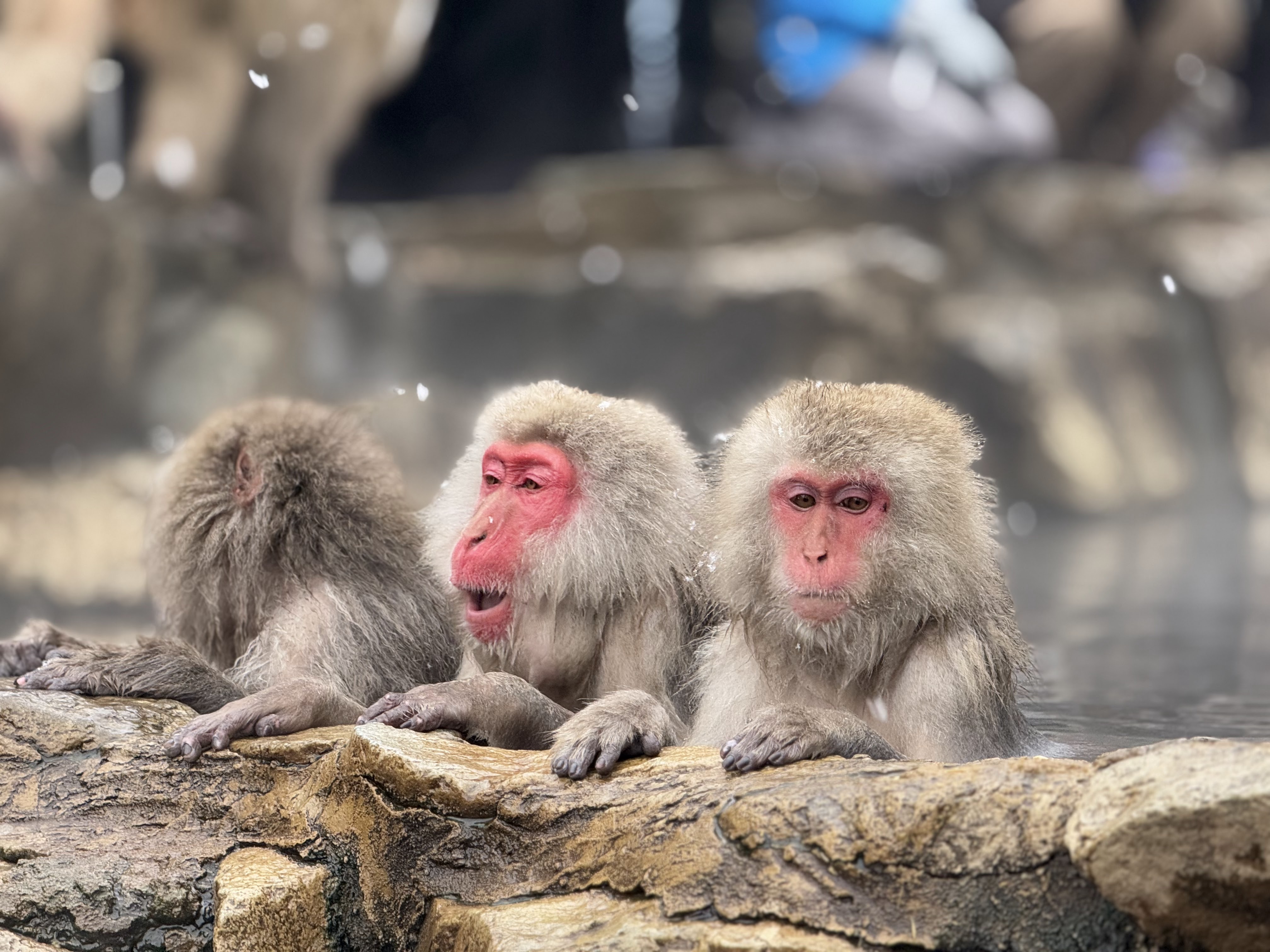 Jigokudani Monkey Park