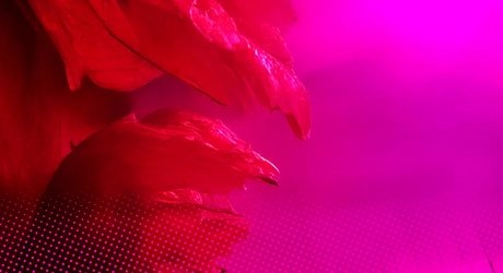 Anna Seghers reading