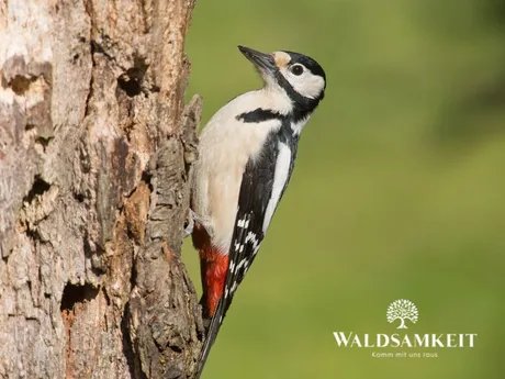 Vogelführung Berlin