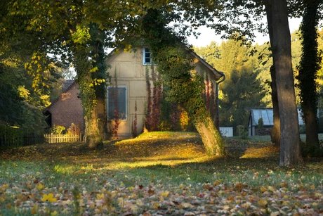 Heinrichs Salon: Heinrichs Kübelpflanzen