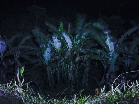 Isadora Romero Notes on How to Build a Forest