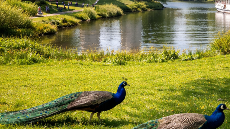 Sunday walk at Peakock Island